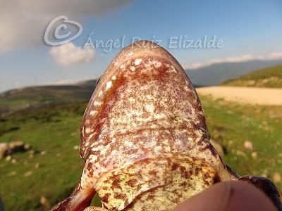 Herpetofauna en la Merindad de Sotoscueva...