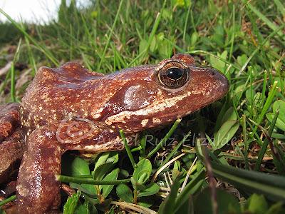 Herpetofauna en la Merindad de Sotoscueva...