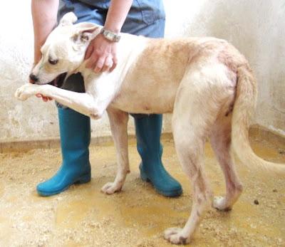 BRASIL, busca familia!! una oportunidad para esta preciosa nena!! (Murcia)