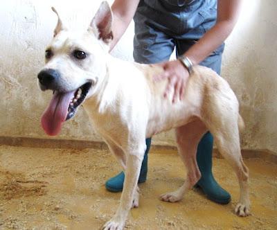 BRASIL, busca familia!! una oportunidad para esta preciosa nena!! (Murcia)