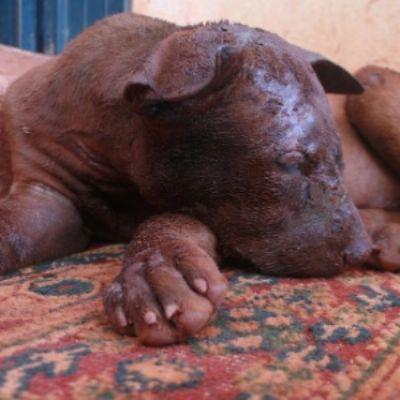 Perro quemado vivo (4)