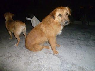 Los dueños se han ido, dejando los 3 perros ahí. Irá la perrera!!! ACOGIDAS!! (MURCIA)