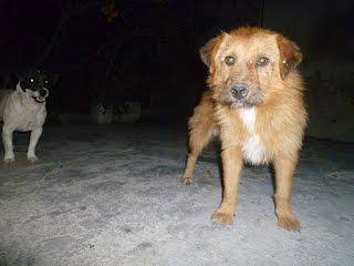 Los dueños se han ido, dejando los 3 perros ahí. Irá la perrera!!! ACOGIDAS!! (MURCIA)