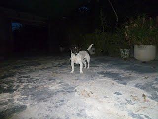 Los dueños se han ido, dejando los 3 perros ahí. Irá la perrera!!! ACOGIDAS!! (MURCIA)