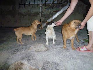 Los dueños se han ido, dejando los 3 perros ahí. Irá la perrera!!! ACOGIDAS!! (MURCIA)