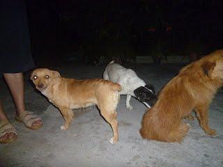 Los dueños se han ido, dejando los 3 perros ahí. Irá la perrera!!! ACOGIDAS!! (MURCIA)