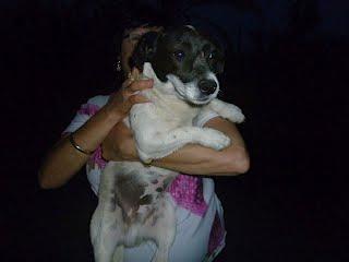 Los dueños se han ido, dejando los 3 perros ahí. Irá la perrera!!! ACOGIDAS!! (MURCIA)