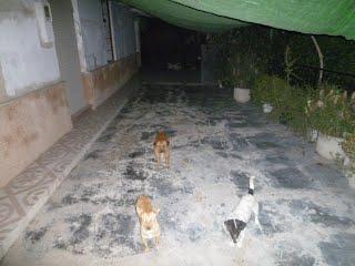 Los dueños se han ido, dejando los 3 perros ahí. Irá la perrera!!! ACOGIDAS!! (MURCIA)