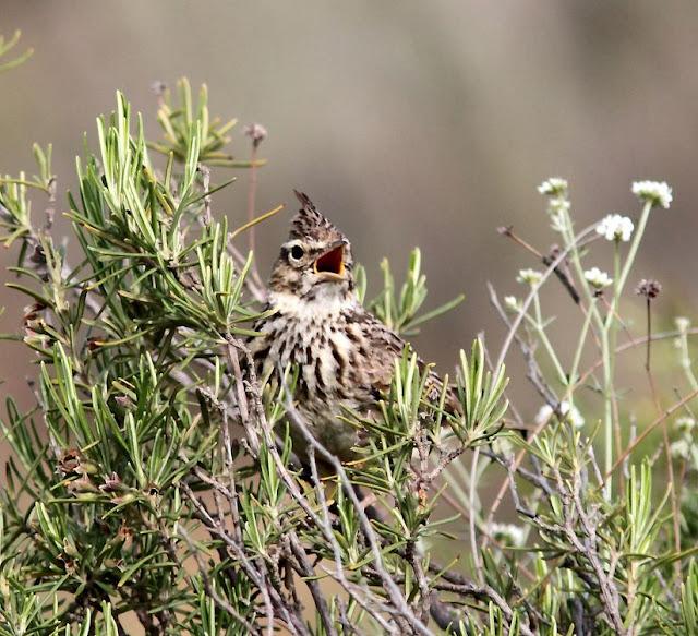 EN BUSCA DE LA COGUJADA MONTESINA-GALERIDA THEKLAE