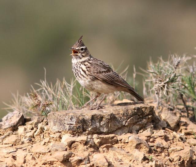 EN BUSCA DE LA COGUJADA MONTESINA-GALERIDA THEKLAE