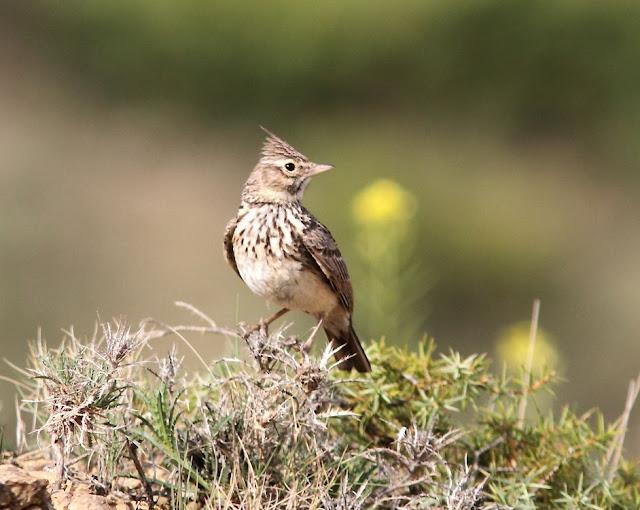 EN BUSCA DE LA COGUJADA MONTESINA-GALERIDA THEKLAE