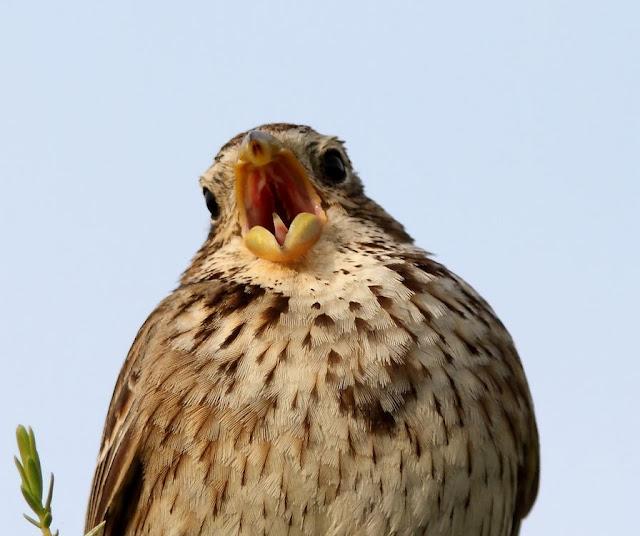 EN BUSCA DE LA COGUJADA MONTESINA-GALERIDA THEKLAE