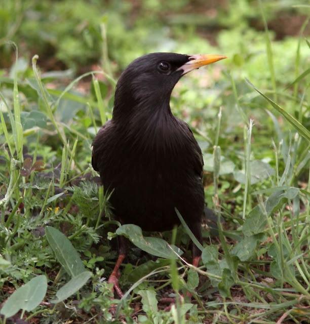 EN BUSCA DE LA COGUJADA MONTESINA-GALERIDA THEKLAE