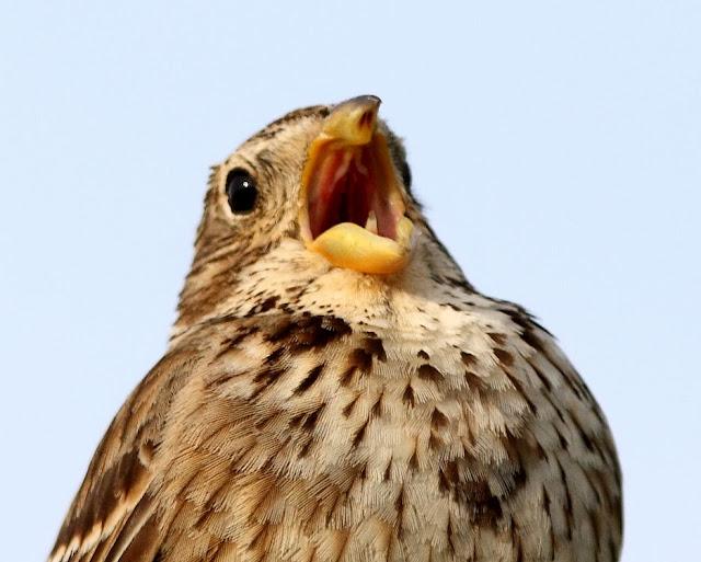 EN BUSCA DE LA COGUJADA MONTESINA-GALERIDA THEKLAE