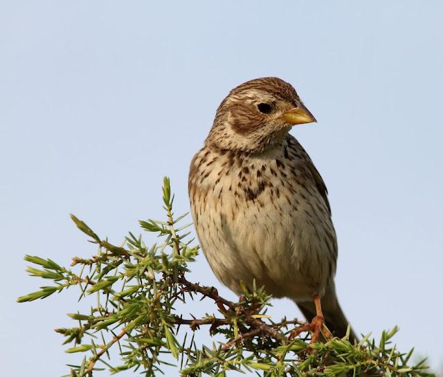 EN BUSCA DE LA COGUJADA MONTESINA-GALERIDA THEKLAE