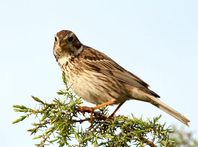 EN BUSCA DE LA COGUJADA MONTESINA-GALERIDA THEKLAE