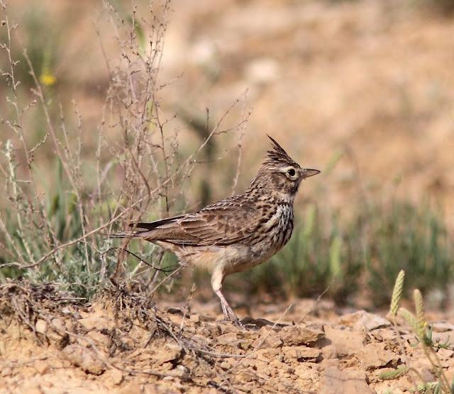 EN BUSCA DE LA COGUJADA MONTESINA-GALERIDA THEKLAE