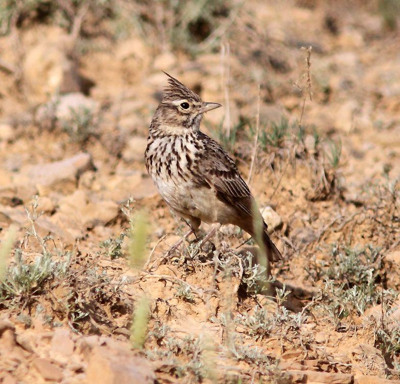 EN BUSCA DE LA COGUJADA MONTESINA-GALERIDA THEKLAE