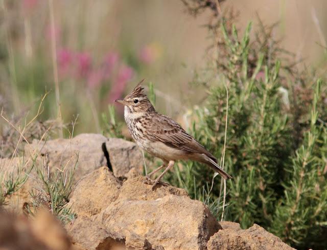 EN BUSCA DE LA COGUJADA MONTESINA-GALERIDA THEKLAE