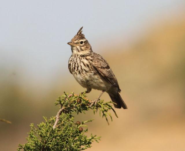 EN BUSCA DE LA COGUJADA MONTESINA-GALERIDA THEKLAE