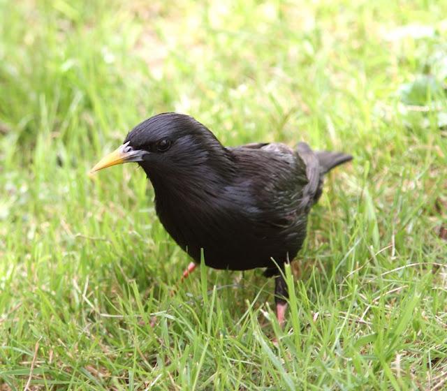 EN BUSCA DE LA COGUJADA MONTESINA-GALERIDA THEKLAE