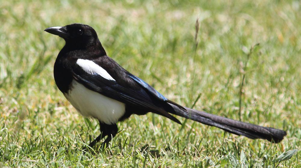 EN BUSCA DE LA COGUJADA MONTESINA-GALERIDA THEKLAE