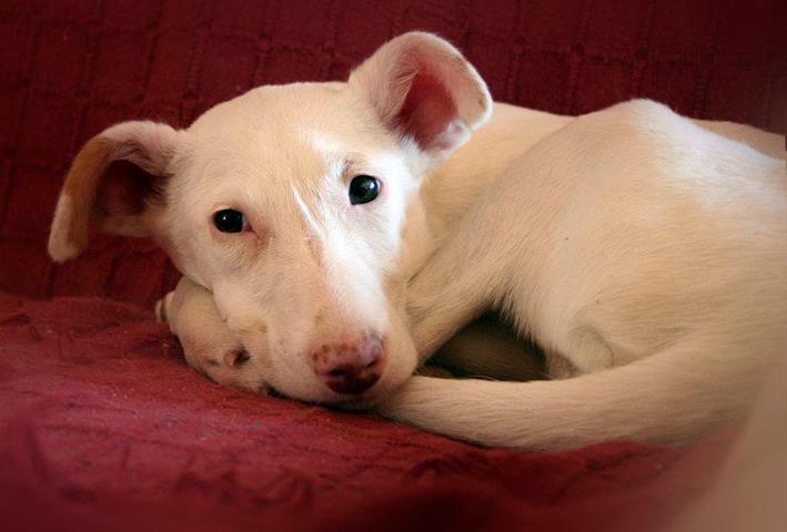 Una semana como máximo para evitar que caiga en manos de un cazador