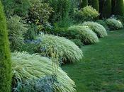 consejos expertos jardinería creciente Hakonechloa