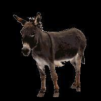 La crisis y la burbuja del burro