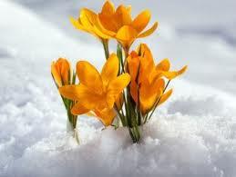 SENTIRES PARA NUTRIR LA MENTE