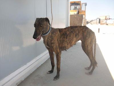 GALGA: ACOGIDA O ADOPCIÓN URGENTE PARA HOY! JAÉN