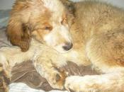 Paca, apaleada maltratada, busca hogar. (Badajoz)‏