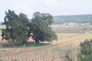 VENDO BODEGA CON FINCA 22 Ha EN VALENCIA