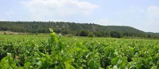 VENDO BODEGA CON FINCA 22 Ha EN VALENCIA