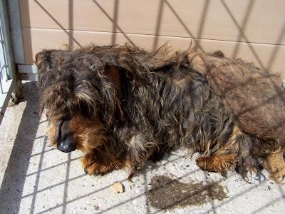 J-42 TECKEL MACHO EN ADOPCIÓN EN MOVERA!!! (ZARAGOZA)