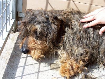 J-42 TECKEL MACHO EN ADOPCIÓN EN MOVERA!!! (ZARAGOZA)