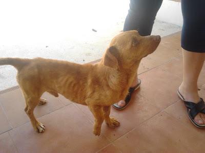 FRITZ, ha pasado mucha hambre y está desnutrido y asustado, NECISITA ACOGIDA PARA RECUPERARSE!! (ALICANTE)