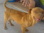 FRITZ, pasado mucha hambre está desnutrido asustado, NECISITA ACOGIDA PARA RECUPERARSE!! (ALICANTE)