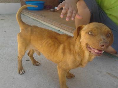 FRITZ, ha pasado mucha hambre y está desnutrido y asustado, NECISITA ACOGIDA PARA RECUPERARSE!! (ALICANTE)