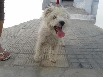 MUY URGENTE!! BLANCA cachorra bichón maltés. Su dueña tiene alzheimer. GPAR