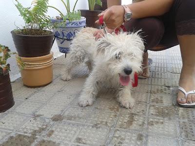 MUY URGENTE!! BLANCA cachorra bichón maltés. Su dueña tiene alzheimer. GPAR