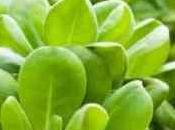 Descubierto sorprendente efecto cuántico fotosíntesis