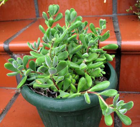 Crassula rogersii