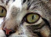 gato