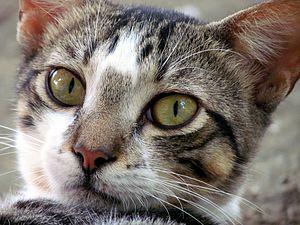 Español: Cara de un gato domestico