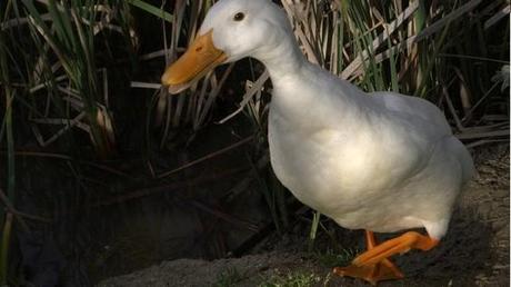 pato caminando