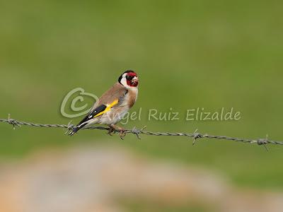 Pajarucos de la campiña...