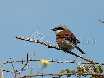 Pajarucos de la campiña...