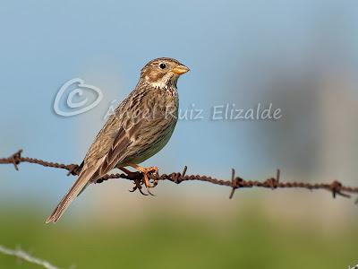 Pajarucos de la campiña...