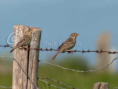 Pajarucos de la campiña...